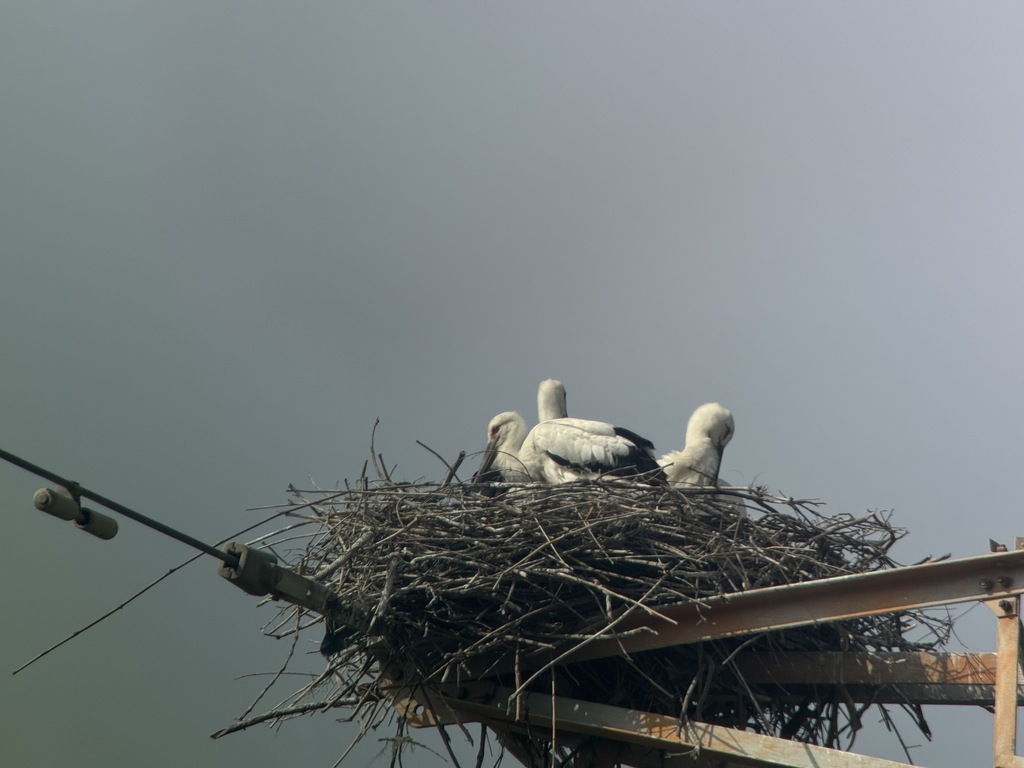 Endangered birds nest atop tower