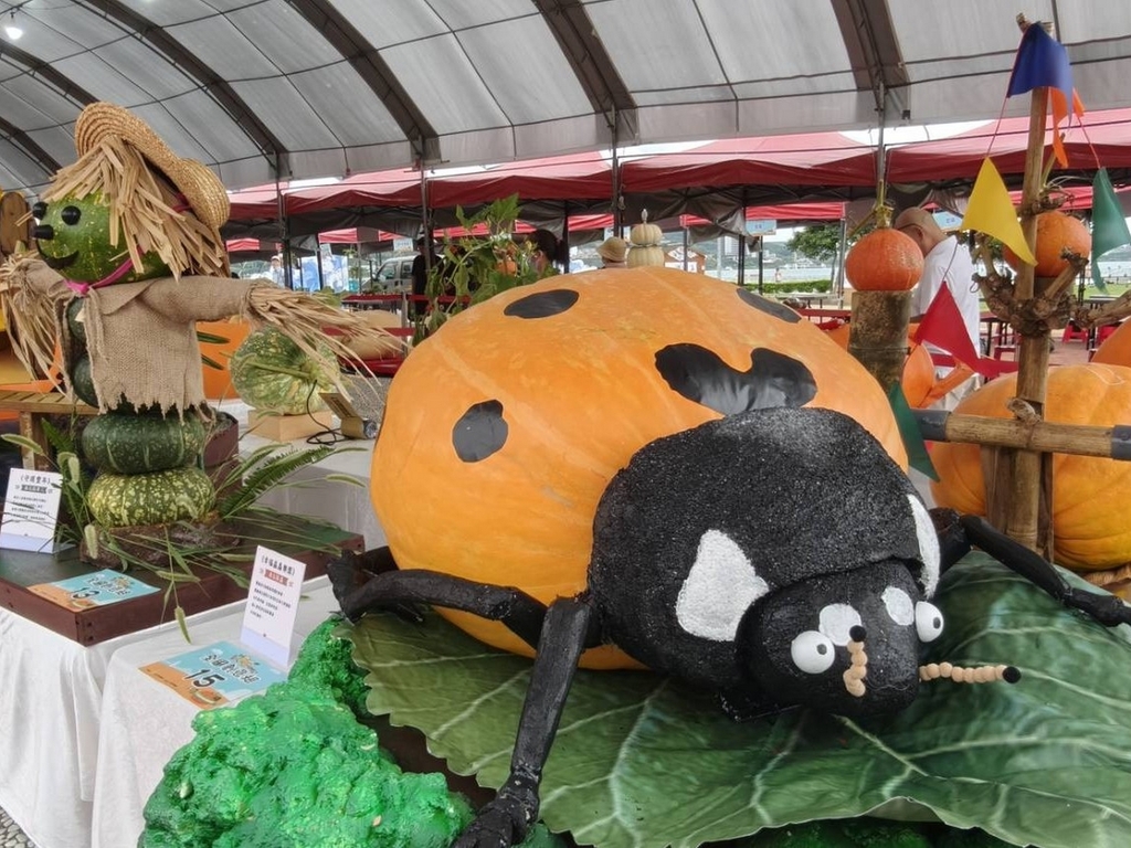 Giant pumpkin competition