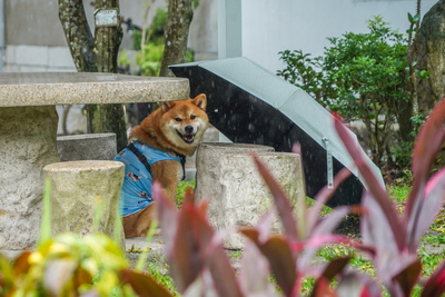 Rainy refuge