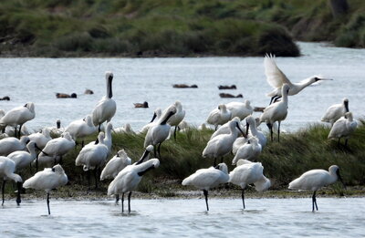 Feathered guests