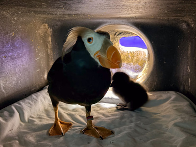 Tufted puffin