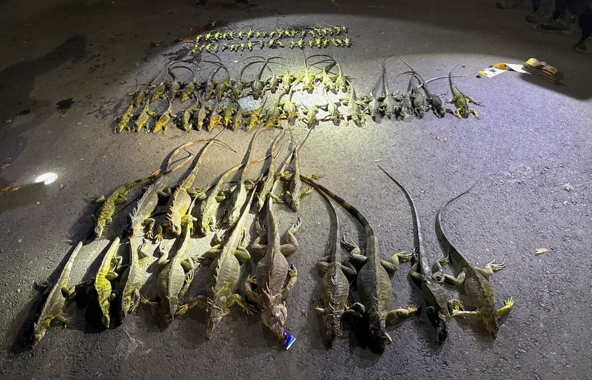 Iguanas, no more