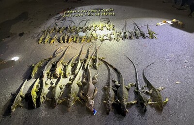Iguanas, no more