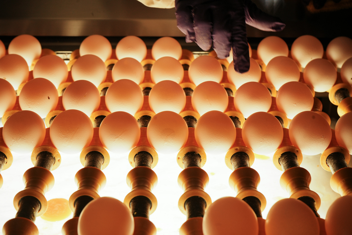 EGGcellent quality