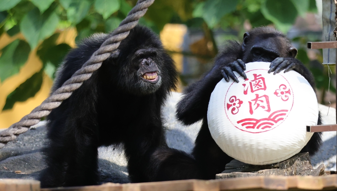 Ape-tizing