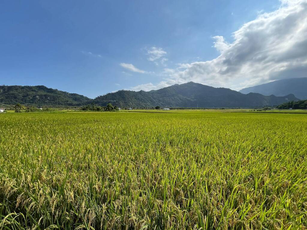 Sunlight over paddy fields