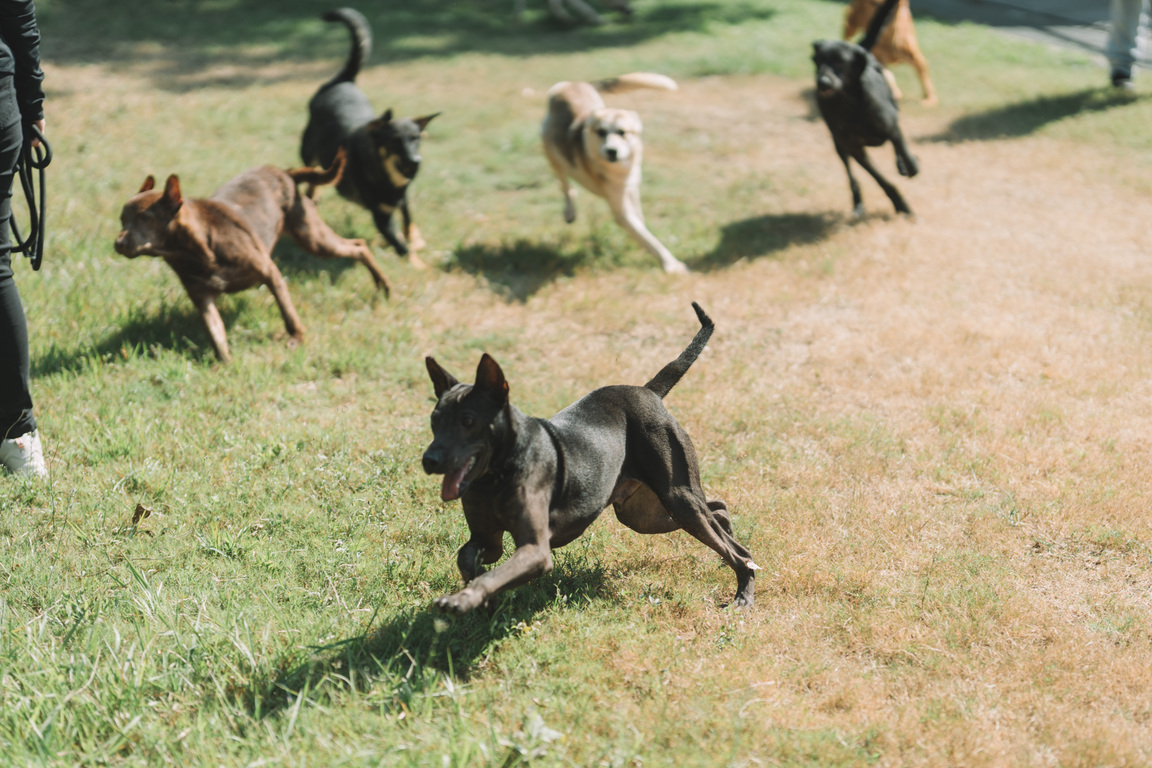 Dog days in Kaohsiung