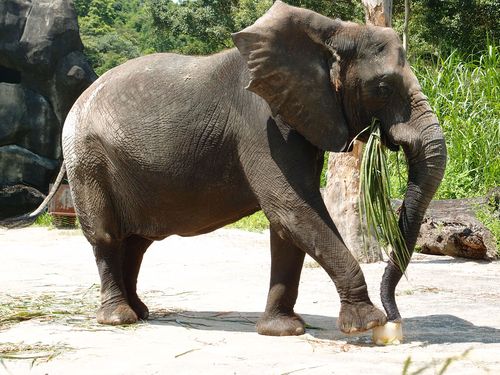 Taipei Zoo Invites Elderly To Promote Elephant Conservation Focus Taiwan