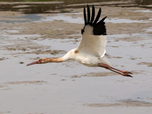 Photo courtesy of Taiwan Ecological Engineering Development Foundation