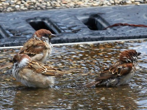 sparrows-in-taichung-found-carrying-avian-flu-virus-focus-taiwan