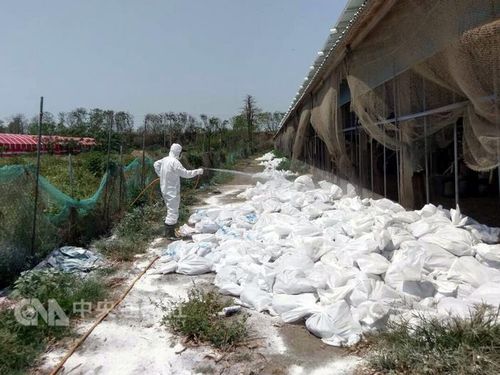 (Photo courtesy of Chiayi Livestock Disease Control Office)