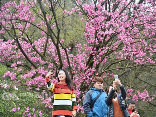 Αποτέλεσμα εικόνας για Taiwan Blossom Festival