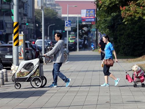 baby city carriers