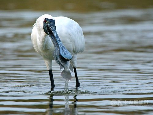 Photo courtesy of Chinese Wild Bird Federation