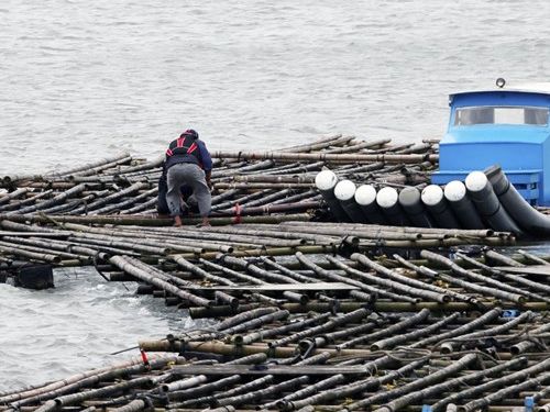 Oyster frames in Taiwan / Photo courtesy of Military News Agency