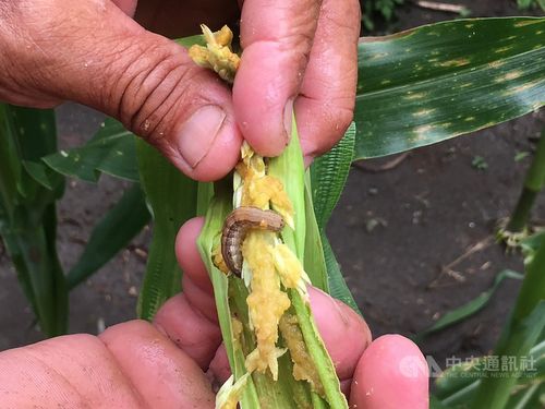 fall armyworms