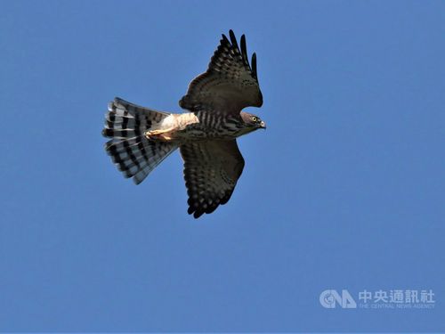 Photo courtesy of the Kenting National Park Headquarters