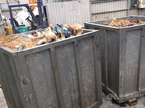 Photo courtesy of Taoyuan Animal Protection Office