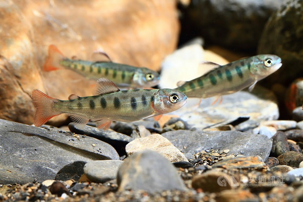(Photo courtesy of Shei-Pa National Park Management Office)