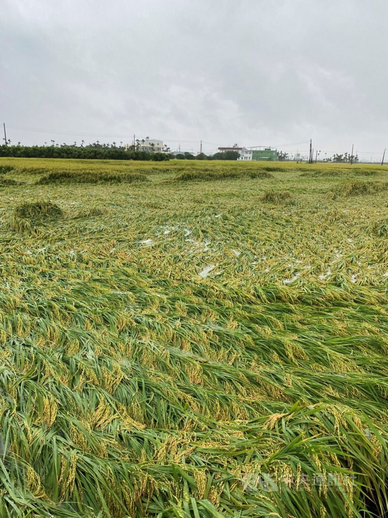 Rice crops damaged by the rainfall in Pingtung / Photo courtesy of the Pingtung County government