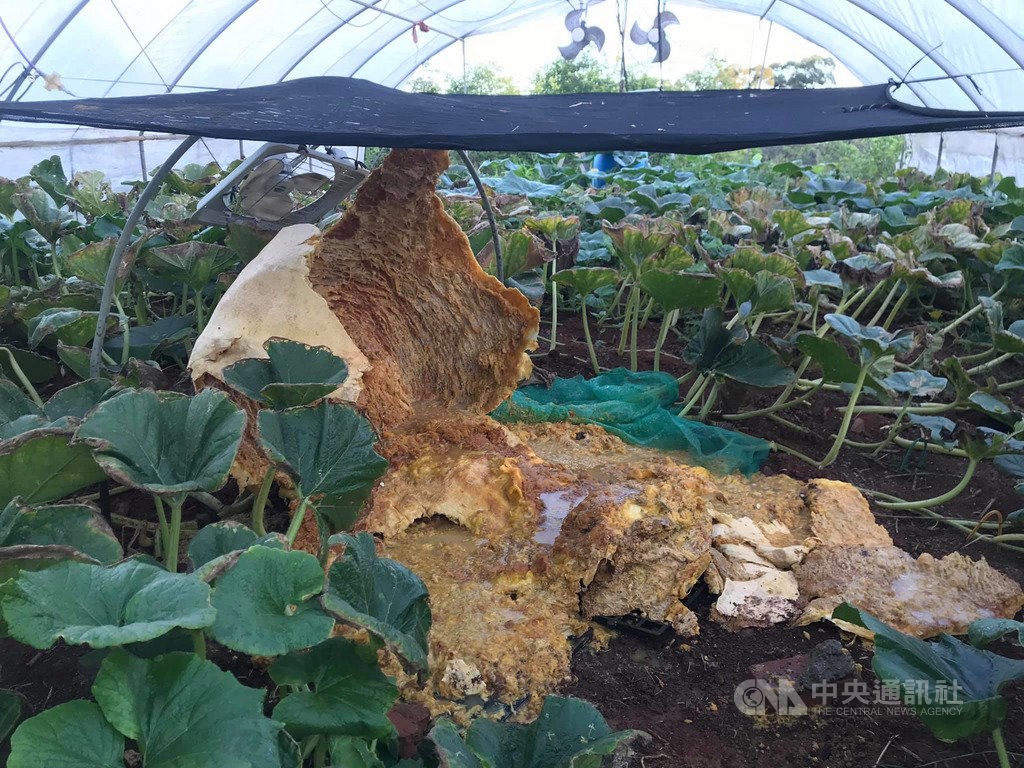 A giant pumpkin that exploded/ Photo courtesy of New Taipei City Government