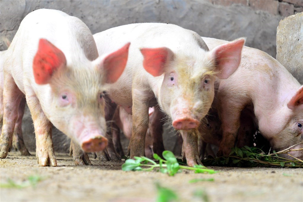 Image courtesy of China News Service for illustrative purposes only