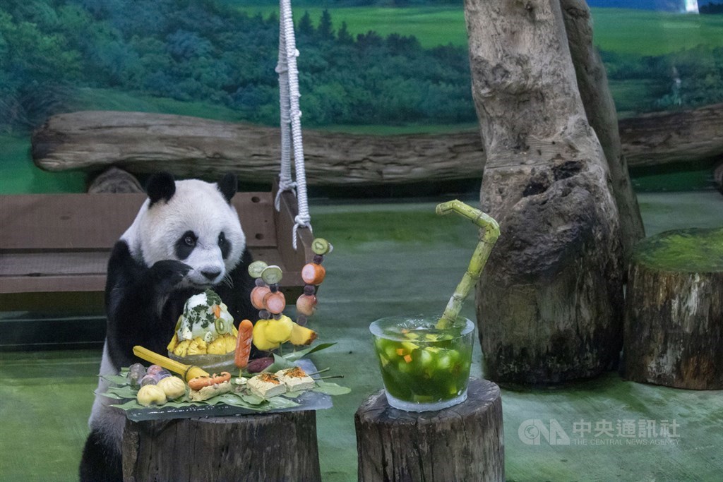 1st Taiwan Born Giant Panda Yuan Zai Celebrates 7th Birthday Focus Taiwan