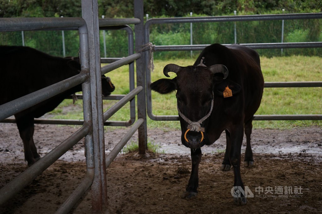 A Yuanxing cow at Harvest Ranch