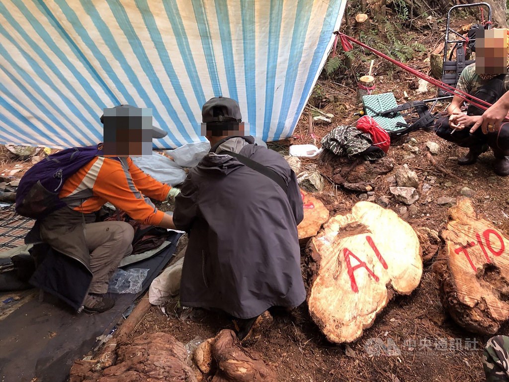 Illegal logging brazil picture