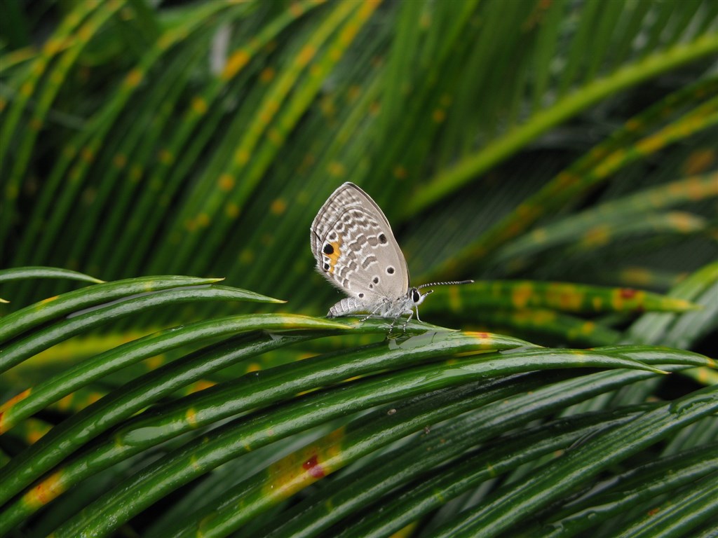 A Chilades pandava spotted in the wild / Photo courtesy of the Forestry Bureau
