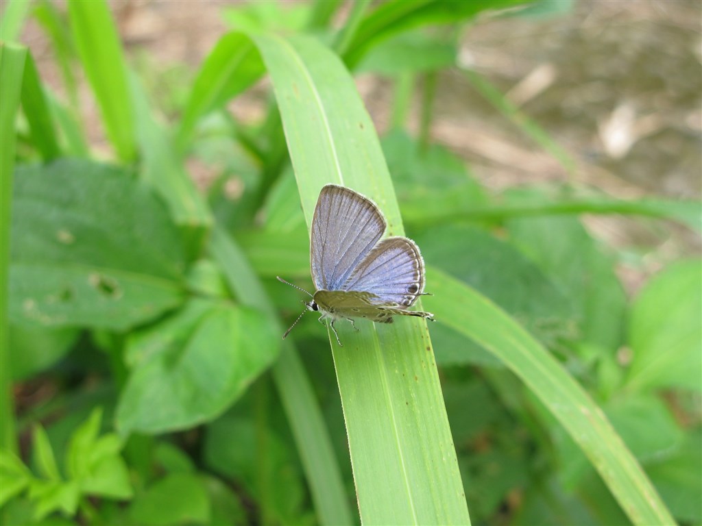 Photo courtesy of the Forestry Bureau