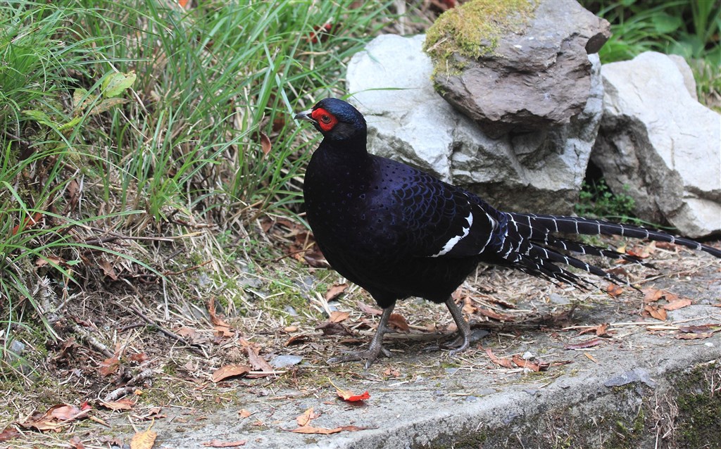 A mikado pheasant, which is endemic to Taiwan, is spotted during a 2014 event held by the Chinese Wild Bird Federation (CWBF). File photo courtesy of the CWBF