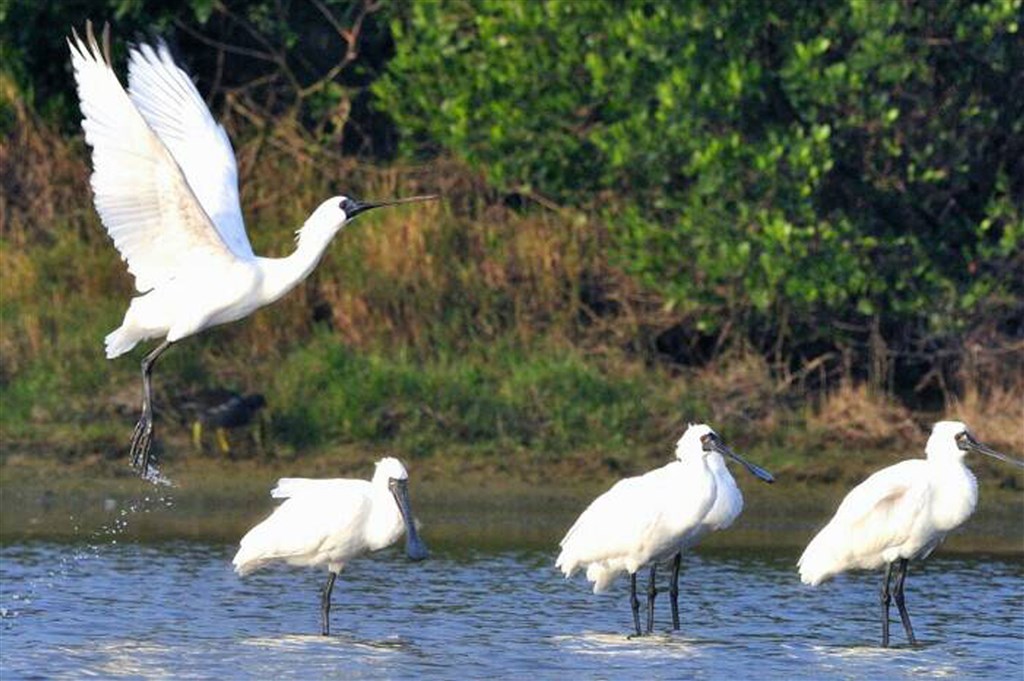Black-faced spoonbills, an endangered migrant bird, are pictured in Taiwan. File photo courtesy of the Chinese Wild Bird Federation