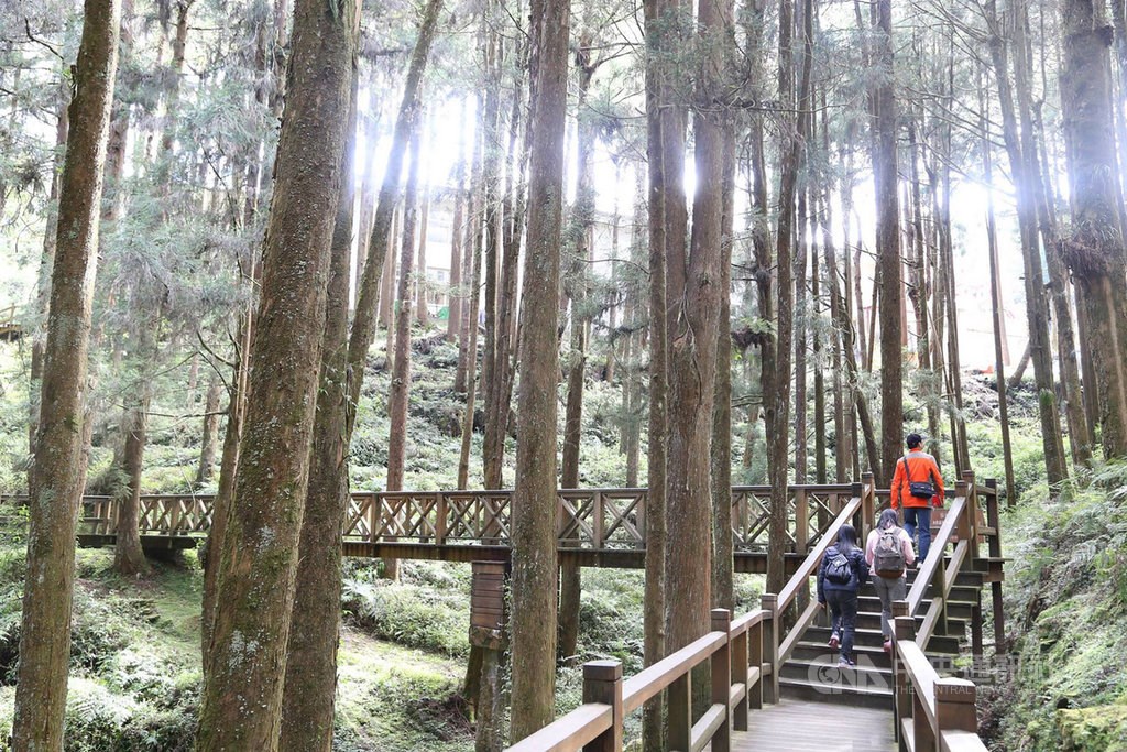 A trail in Alishan Forest Recreational Area/ CNA photo June 24, 2020