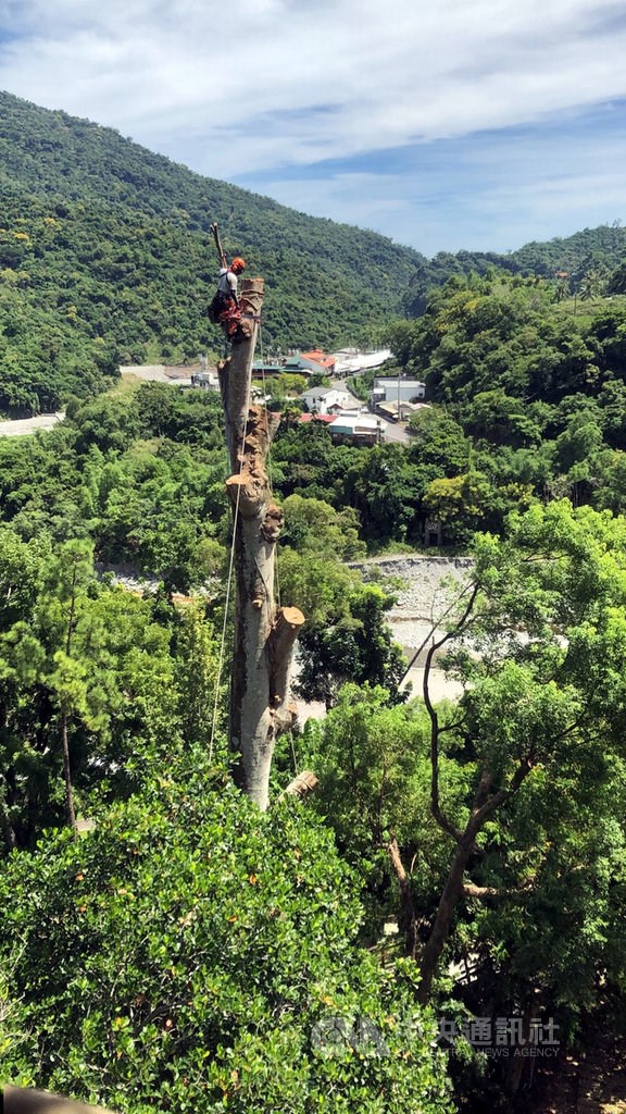 A tree surgeon atop the infected tree/ Photo courtesy of the Taitung Forest District Office