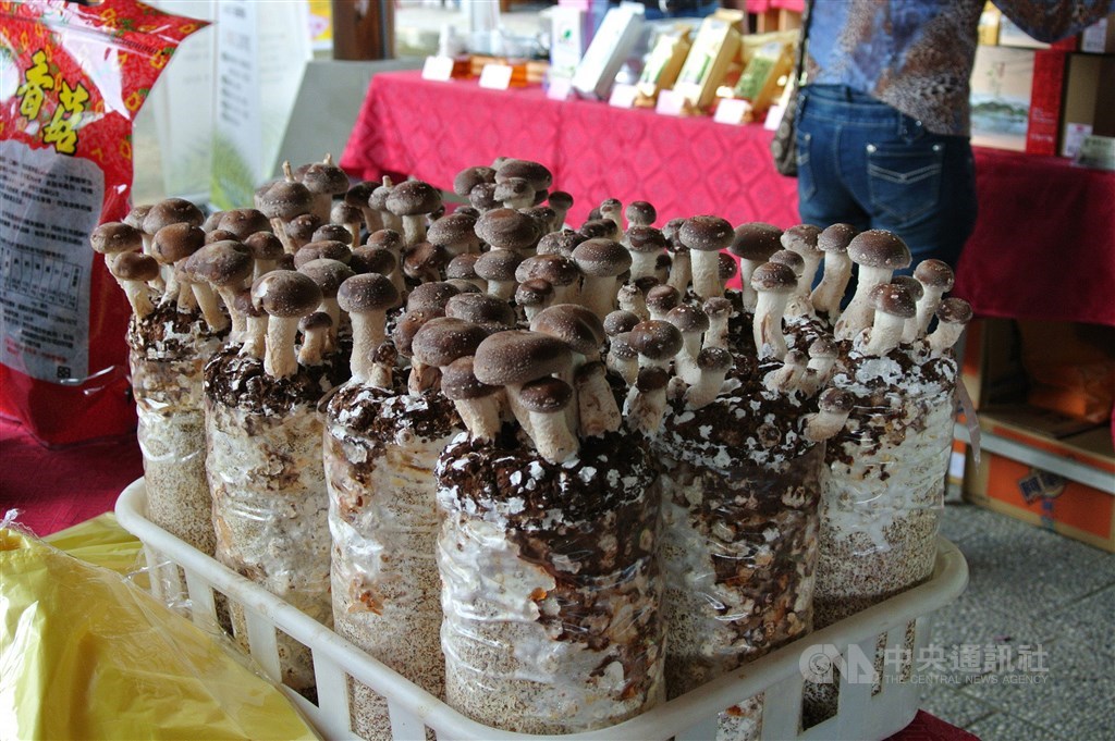 Mushrooms grown in substrate bags. CNA file photo