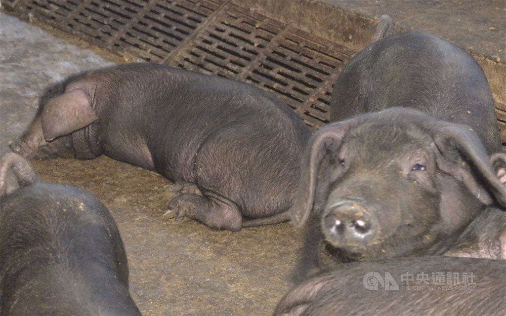 At a pig farm in Yunlin County. CNA file photo