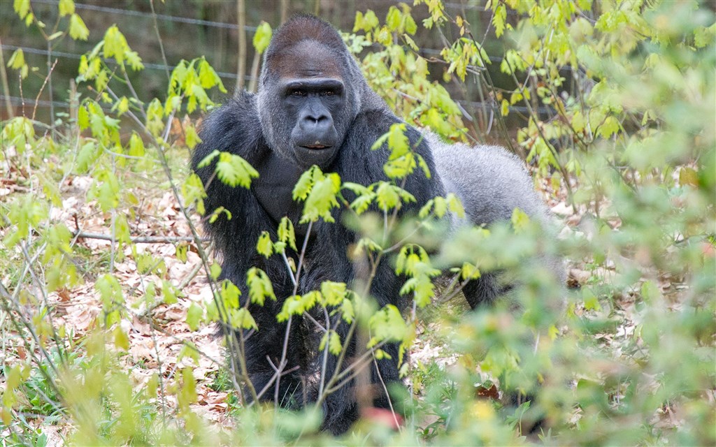 Taipei Zoo Gorilla Given To Netherlands To Become Father Focus Taiwan