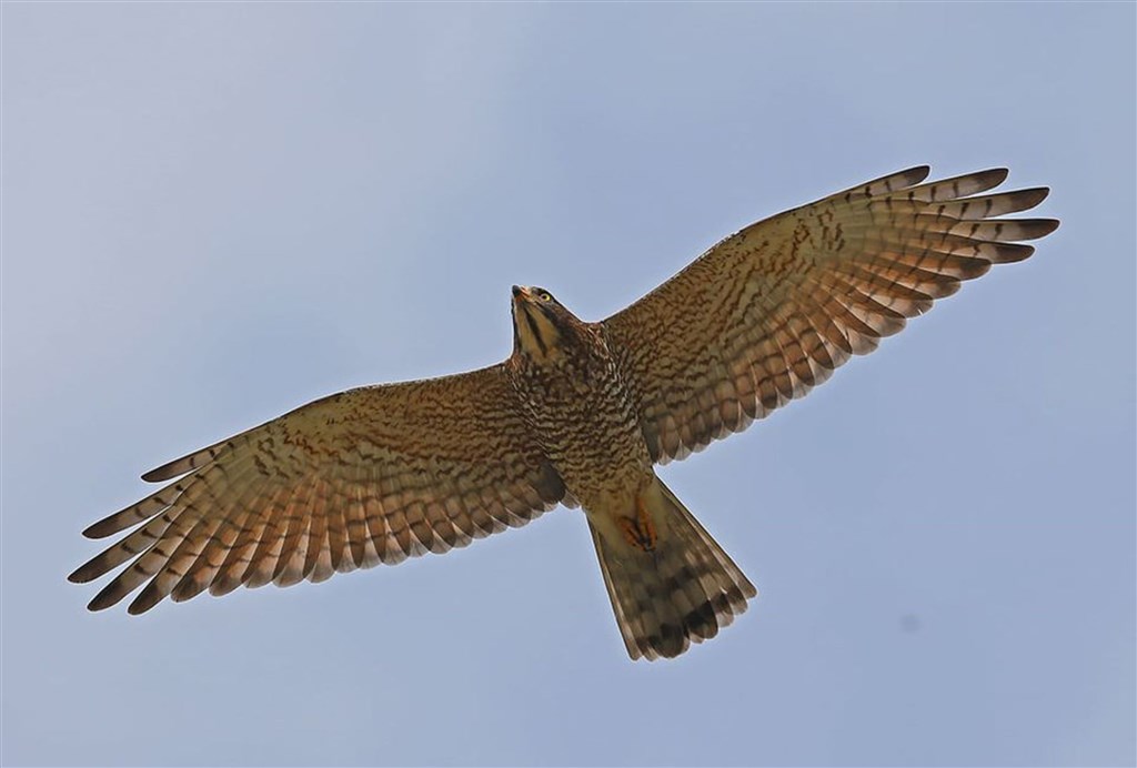 Photo courtesy of Tsai Yi-jung (蔡乙榮)
