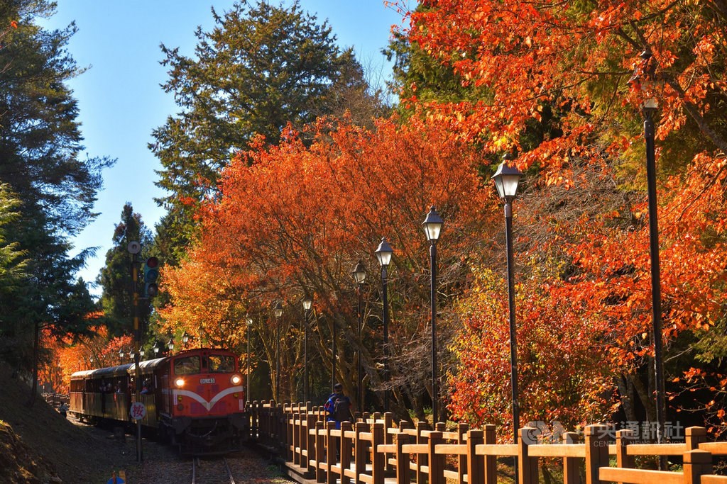 Alishan to run train tours featuring maple leaf scenes - Focus Taiwan