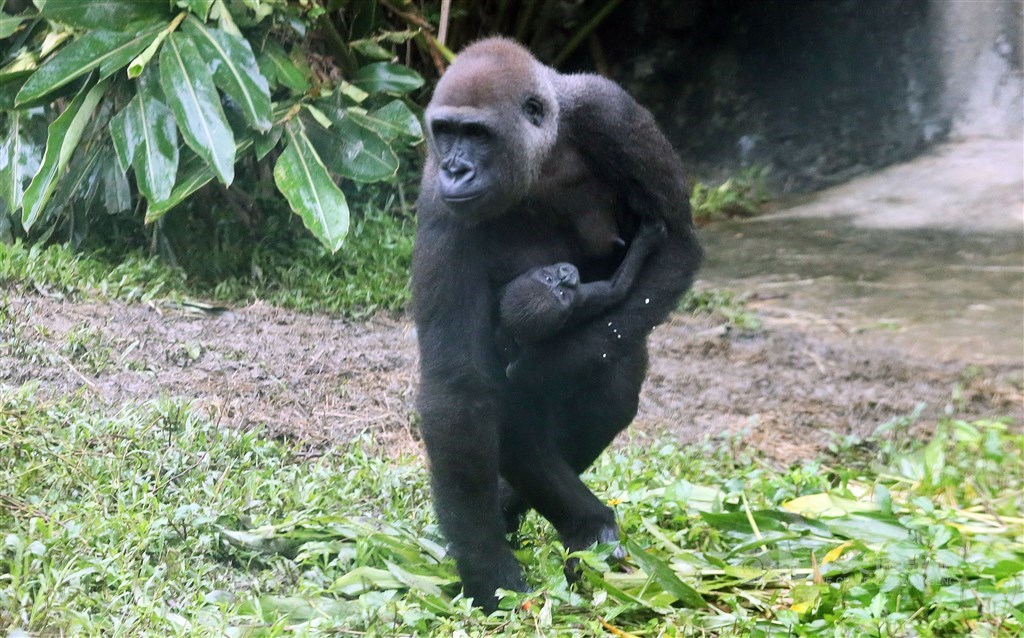 First gorilla born in Taipei Zoo to be named Jabali - Focus Taiwan