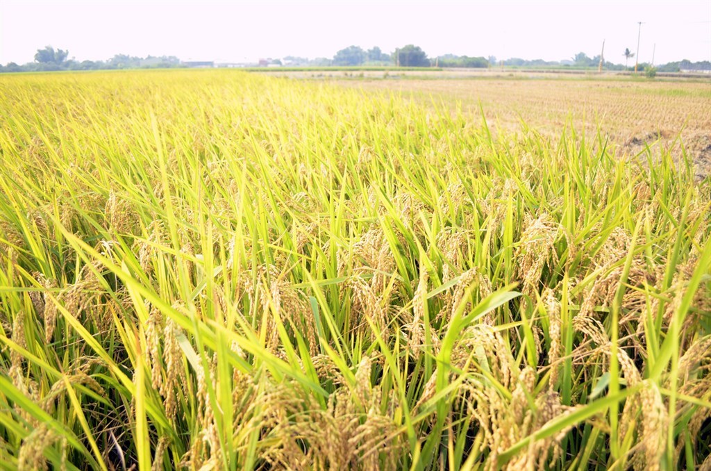 Irrigation in Hsinchu, Miaoli, Taichung stopped for 2021 spring harvest - Vimarsana News