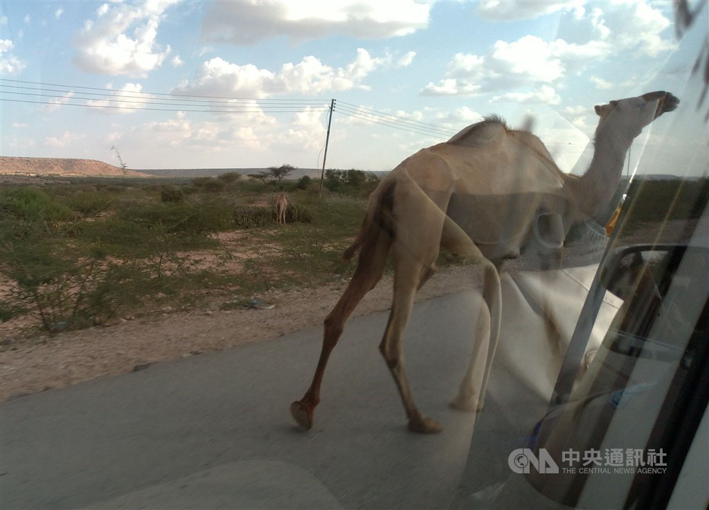 A camel walking along the road in the outskirts of Hargeisa / / Photo courtesy of the Taiwan Technical Mission in Somaliland.