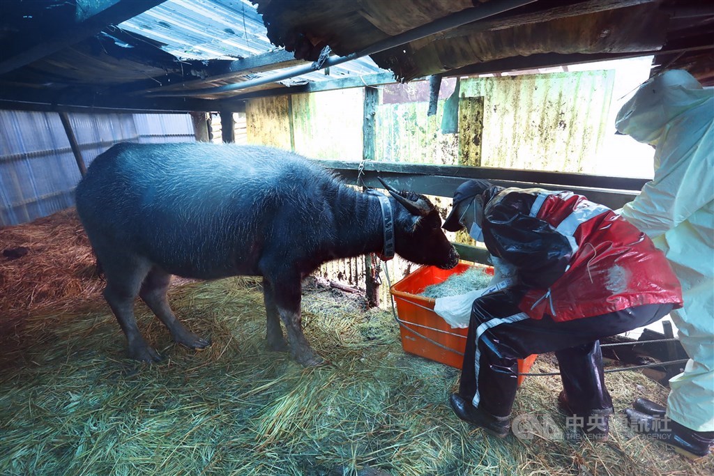 A park worker feeds one of the two wild water buffaloes often lingering in a shed in the national park. CNA photo Jan. 10, 2021