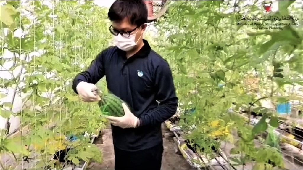 A member of the Taiwan Technical Mission in Bahrain inspecting a watermelon at a green house. Photo courtesy of TaiwanICDF.