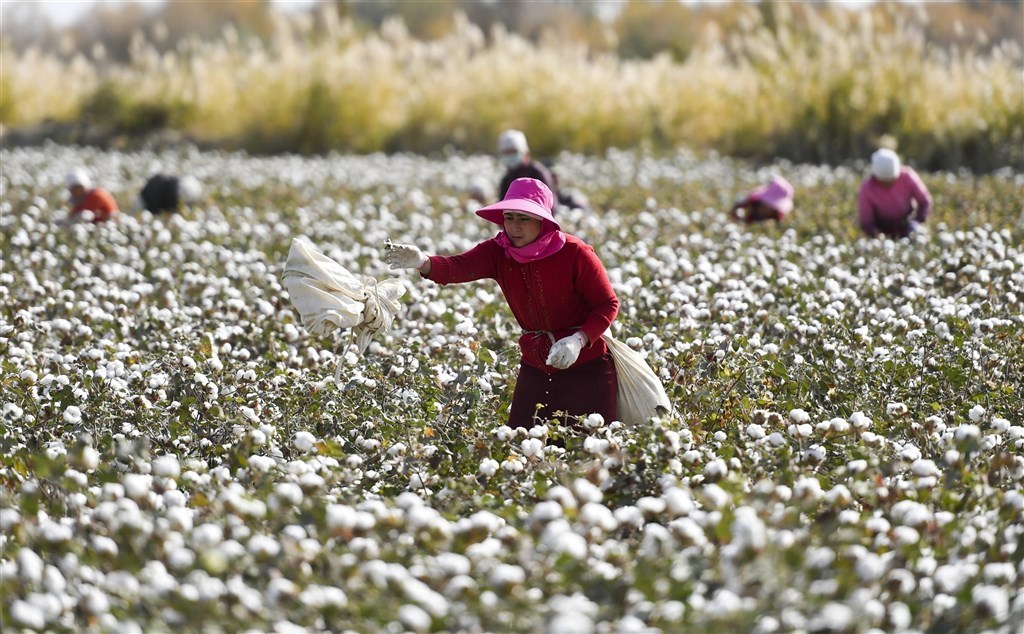 Cotton farm workers in Xinjiang. File photo by China News Service.