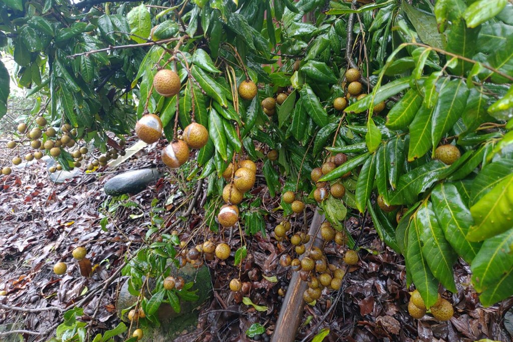 Agricultural Loss Toll From Heavy Rains Up To Nt 210 Million Focus Taiwan Agricultural Loss Toll From Heavy Rains Up To Nt 210 Million Focus Taiwan
