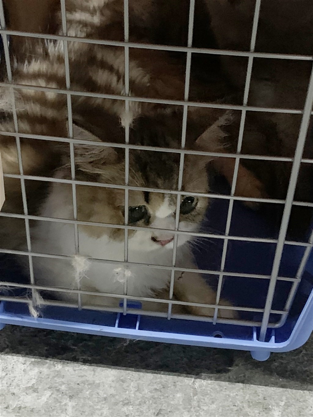Taiwan authorities euthanize 154 smuggled pet cats