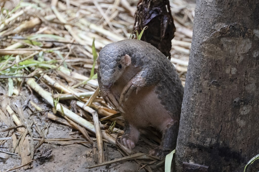 Taipei Zoo Ready To Ship Pangolins To Prague For Loan - Focus Taiwan