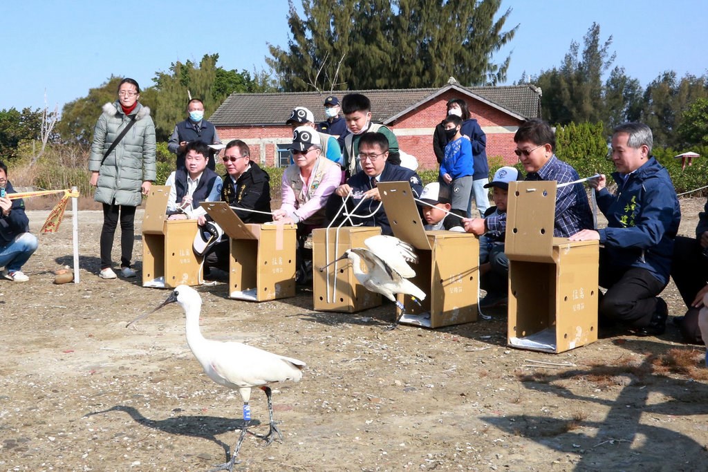 Tainan releases rescued black-faced spoonbills back to the wild - Vimarsana News